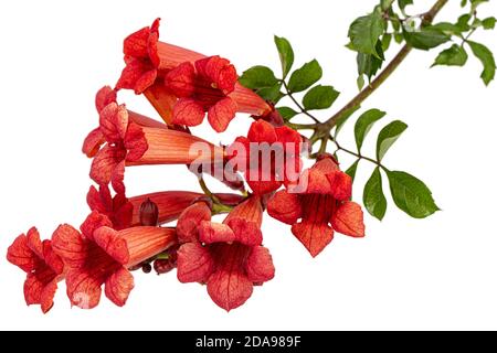 Rote Blüten von Campsis, radicans grandiflora (Trompete kriechende Rebe) Klettern blühenden Lianenpflanze, isoliert auf weißem Hintergrund Stockfoto