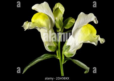 Gelbe Blüten von snapdragon, lat.Antirrhinum majus, isoliert auf schwarzem Hintergrund Stockfoto