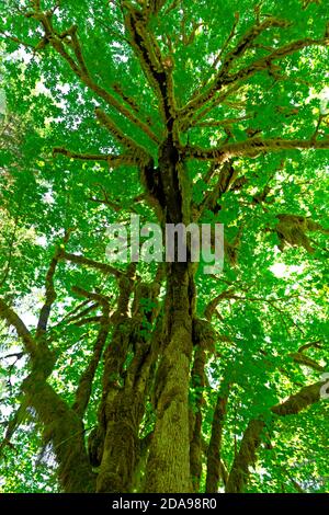 WA16994-00...WASHINGTON - Moos bedeckter Big Leaf Maple im Hoh River Valley, einem gemäßigten Regenwald im Olympic National Park. Stockfoto