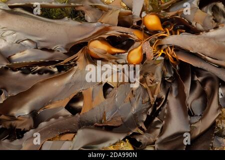 WA18013-00...WASHINGTON - Gaint Kelp bei Ebbe entlang der Wildnis Küstenabschnitt des Olympic National Park gesehen. Stockfoto