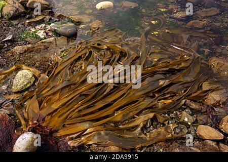 WA18014-00...WASHINGTON - Bullenkelp in einem Gezeitenbecken bei Ebbe entlang der Wildnis Küstenbereich des Olympic National Park. Stockfoto