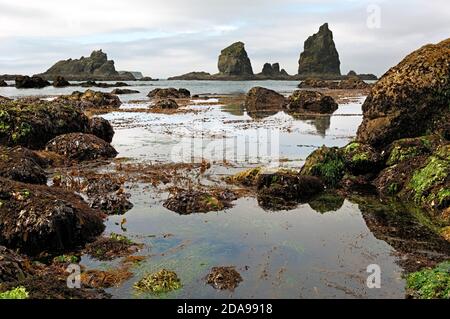 WA18015-00...WASHINGTON - Algen und mit Seegras bedeckte Felsen, die bei Ebbe entlang der Pazifikküste im Olympic National Park freigelegt werden. Stockfoto