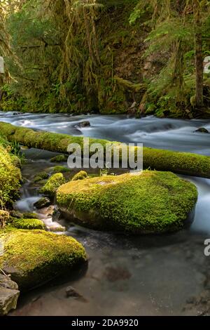 WA18019-00...WASHINGTON - Lillian River überquerte den Elwha River Trail im Olympic National Park. Stockfoto