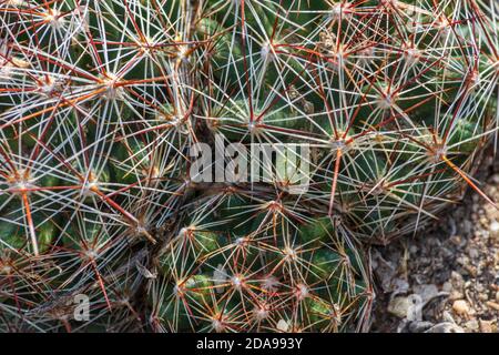 Nahaufnahme Detail von Beehive Kaktus oder Spiny Star Kaktus (Escobaria vivipara), Castle Rock Gegend von Colorado USA. Foto aufgenommen im Oktober. Stockfoto
