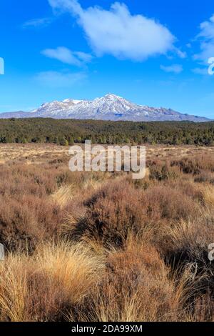 Mount Ruapehu, Neuseeland, mit dem Zwickel der Rangipo-Wüste im Vordergrund Stockfoto