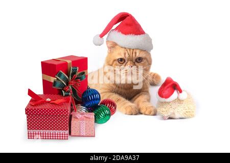 Schottische Falte Katze und kleine Igel tragen roten weihnachtsmann Hut mit Geschenkboxen für weihnachtsfeier auf weißem Hintergrund. Stockfoto