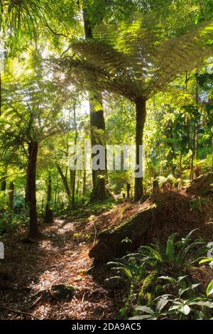 Sonnenlicht, das durch das Baumkronendach im neuseeländischen Urwald scheint. Fotografiert im Kaimai-Bereich Stockfoto