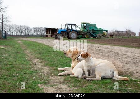 Labrador Retriever und Jack russell Terrier in der Nähe der Farm Road Stockfoto