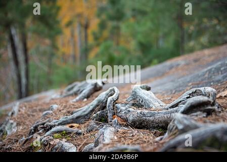 Knorrige Wurzeln auf freiliegendem Granit entlang eines Wanderweges am See im Stone Mountain Park in der Nähe von Atlanta, Georgia. (USA) Stockfoto