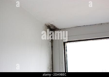 Stachybotrys chartarum oder schwarze Form, giftige Form. Schimmel an hängen in einem Haus in der Nähe von Fenstern, die Feuchtigkeit einlassen. Stockfoto