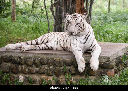 Bengal White Tiger liegen grüne Augen starren in indischen Wildtier Nationalpark Karnataka Indien. Abenteuer-Safaritour durch dichten Wald Stockfoto