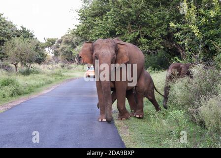 Wild Indian oder Asian Elephant in seinem natürlichen Lebensraum oder Wald in Periyar Naturschutzgebiet Karnataka Kerala Indien Nationalpark Tier. Stockfoto