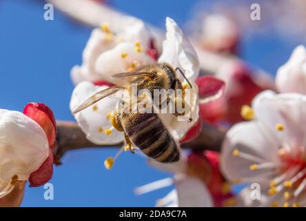 Eine Biene, die Pollen auf den Pfoten der Blüten von Obstbäumen sammelt, befruchten Closeup Insekten Aprikosenblüten. Stockfoto