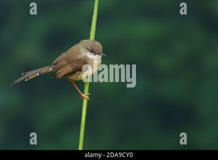 Graureiher Prinia peckend auf Grasstamm Blick in die Ferne Stockfoto