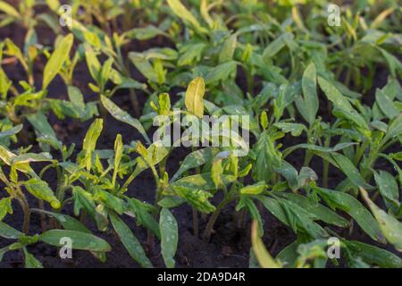 Dicht gesät Tomatensämlinge, beschädigte Sämlinge von schlechter Pflege und Sonnenbrand. Stockfoto
