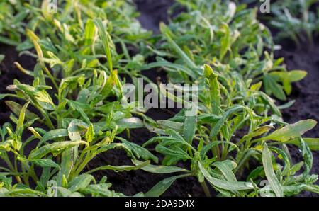 Dicht gesät Tomatensämlinge, beschädigte Sämlinge von schlechter Pflege und Sonnenbrand. Stockfoto