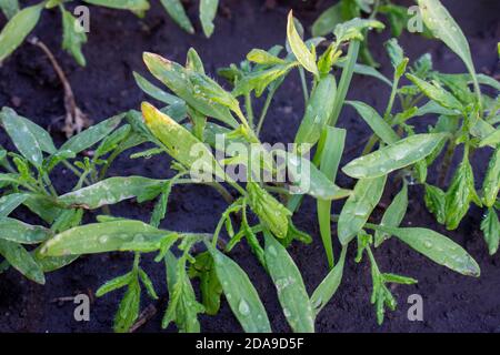Dicht gesät Tomatensämlinge, beschädigte Sämlinge von schlechter Pflege und Sonnenbrand. Stockfoto