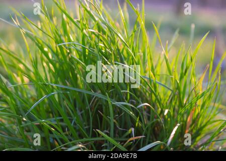 Ein Grasstrauch auf einem ungepflegten Rasen. Kein getrimmter Rasen. Grünes Gras. Stockfoto