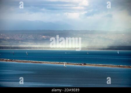 Pollen von Bäumen in der Nähe von Nelson, Neuseeland Stockfoto