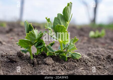 Eine gekeimte Erbsensprossen, die durch Schädlinge beschädigt wird. Die Hülsenblätter wurden gegessen. Stockfoto