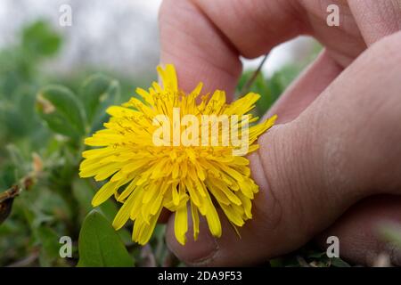 Löwenzahn und die Hand des Mannes, der es abreißen will. Frühling und blühender Garten. Stockfoto
