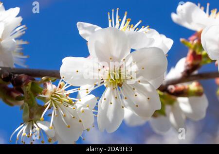 Kirschbaumblüte, Frühjahrsblüte von Obstbäumen vor blauem Himmel Hintergrund. Stockfoto