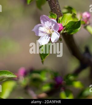 Apfelblüte, blühender Baum im Frühjahr. Blumen im Garten. Stockfoto