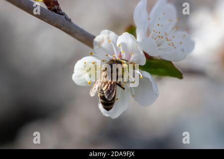 Eine Biene vor einem Hintergrund von blauem Himmel und in den Sonnenstrahlen, die zum Obstbaum fliegen, um Honig zu sammeln. Stockfoto