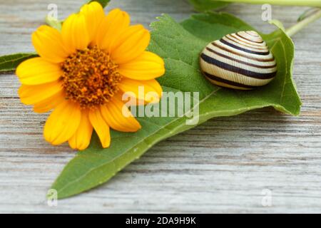 Nahaufnahme eines grünen Blattes mit einer gelben Blume und einer Schnecke auf dem Holzbrett. Geringe Schärfentiefe. Konzentrieren Sie sich auf die Schnecke. Stockfoto