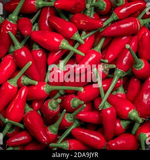 Rote scharfe Chilischoten Muster Textur Hintergrund, quadratische Zusammensetzung. Stockfoto