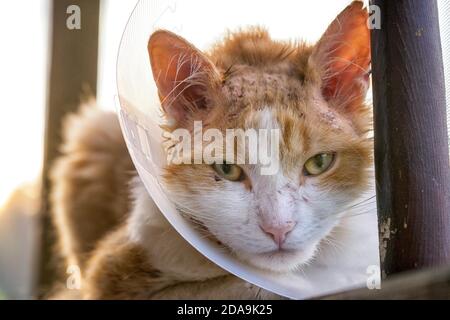 Verletzte orange Katze trägt Tierkegel Elizabethan Halsband auf dem Kopf mit dem ganzen Kopf verletzt und zerkratzt, sieht sehr traurig. Stockfoto