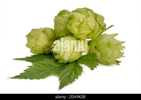 Frischer grüner Hopfenzweig isoliert auf weißem Hintergrund. Hopfenzapfen für die Herstellung von Bier und Brot. Stockfoto