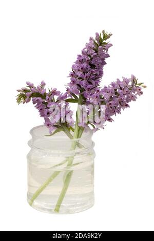 Orchis, terrestrische Orchideen in einem Plastikglas isoliert auf weißem Hintergrund. Stockfoto