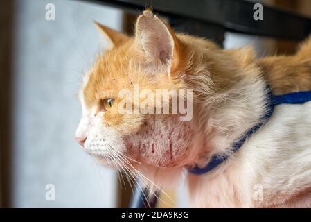 Abszess am Hals der Katze. Tiere, die auf der Straße laufen, sind eher infiziert. Kratzer aus dem Kampf mit anderen Tieren führen zu Inflam Stockfoto