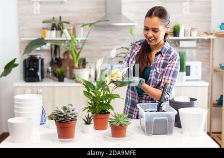 Fröhliche Frau kümmert sich um die Blumen zu Hause in der gemütlichen Küche. Mit Fertil Boden mit Schaufel in Topf, weiße Keramik Blumentopf und Pflanzen für die Wiederbepflanzung für Hausdekoration Pflege vorbereitet Stockfoto