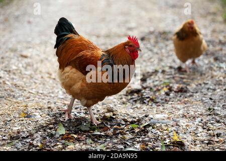 Hühner leben ihr bestes Leben in Sussex, Großbritannien. Stockfoto