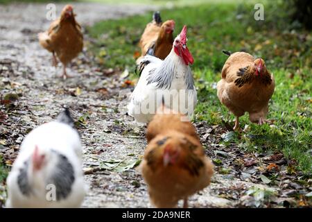 Hühner leben ihr bestes Leben in Sussex, Großbritannien. Stockfoto