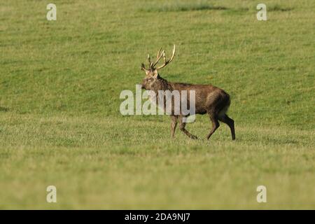 Ein schöner Hirsch Manchurian Sika Hirsch, Cervus nippon mantchuricus, zu Fuß über ein Feld während der Rut. Stockfoto