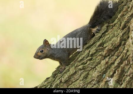 Ein süßes Grauhörnchen, Scirius carolinensis, sitzt auf einem Baumstamm. Stockfoto