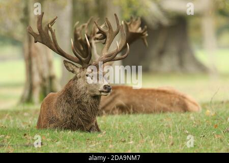 Ein großer Hirsch Rothirsch, Cervus elaphus, der während der Brunftzeit auf einer Wiese ruht. Stockfoto