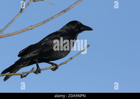 Ein Carrion Crow, Corvus corone, sitzt auf einem Zweig eines Baumes im Wald. Stockfoto