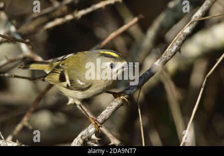 Ein winziger Goldcrest, Regulus regulus, der in einem Dornbusch nach Insekten jagt. Stockfoto