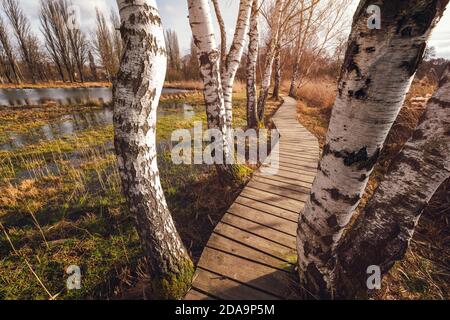 Holzweg zwischen Feuchtgebieten in der Nähe von Jablonne V Podjestedi Stockfoto