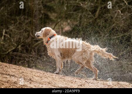 Golden Retriever schüttelt nach dem Bad Wasser ab Stockfoto