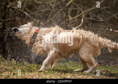 Golden Retriever schüttelt nach dem Bad Wasser ab Stockfoto