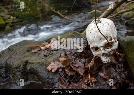 Verlassener menschlicher Schädel auf Felsen mit Blättern am Ufer eines Herbstbrooks. Stockfoto