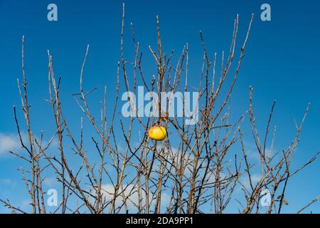 Der letzte Apfel hängt an einem Baum mit abgefallenen Blättern, an einem blauen Himmel. Herbst in der Apfelallee. Stockfoto