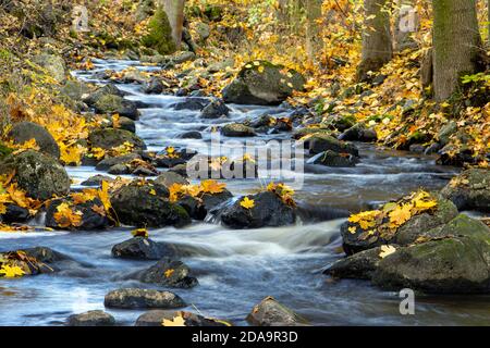 Eine Wasserfallkaskade im Herbstwald mit abgefallenen Blättern. Wasser fließt um die Steine im Fluss. Stockfoto