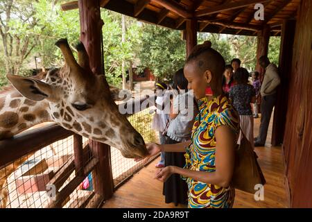 Besucher füttern eine bedrohte Rothschild-Giraffe im Giraffe Center, Nairobi, Kenia. Das Zentrum wird von African Fund for Endangered Wildlife (A. Stockfoto