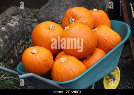 Auswahl an Kürbissen, die bei einem Halloween-Event in Chihcester, West Sussex, UK, abgebildet sind. Stockfoto